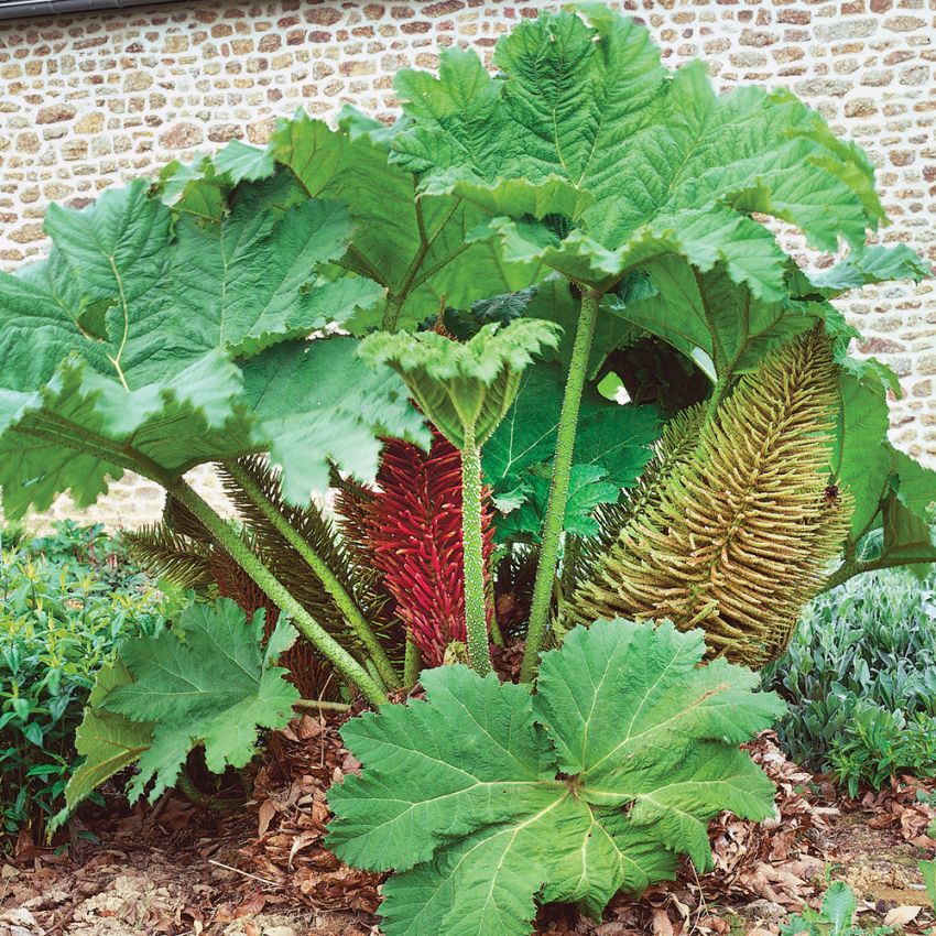 Jättegunnera, Fina, handflikade jätteblad. Meterhöga, upprätta, ljusgröna blomax