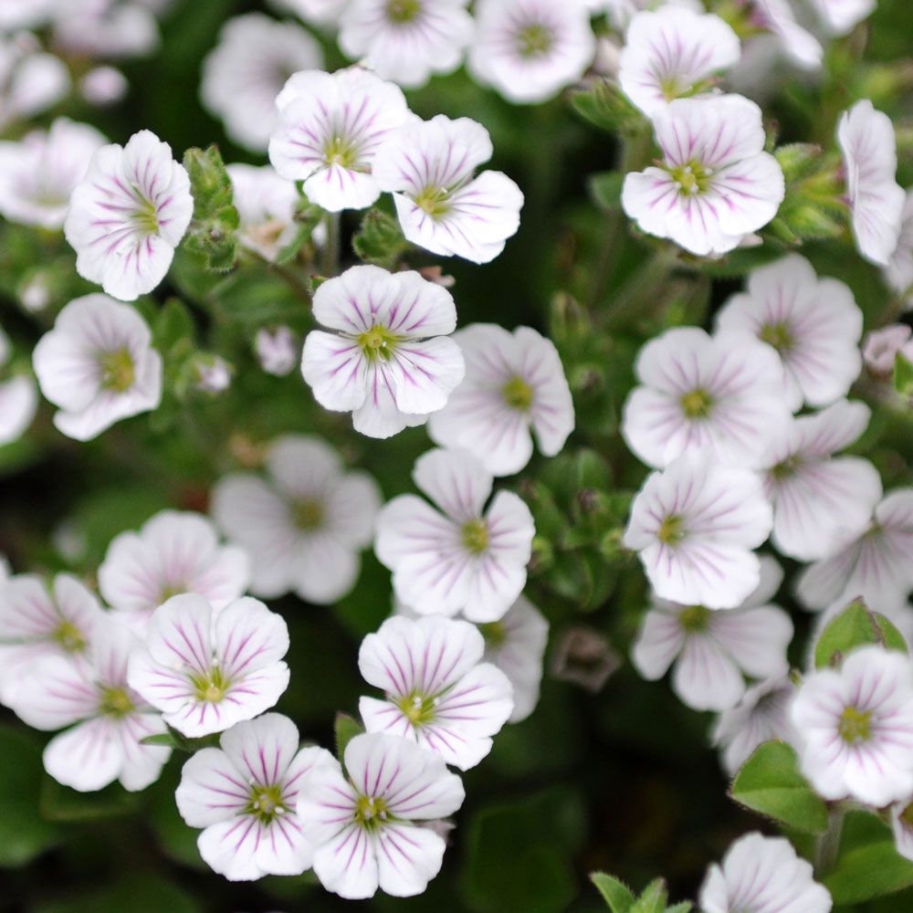 Mattslöja, Lågväxande släkting till brudslöja. Vita blommor med mörkrosa ådring.