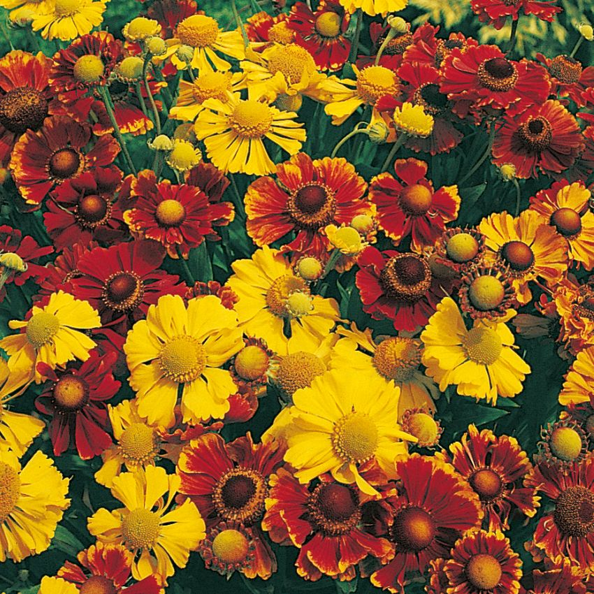 Trädgårdssolbrud 'New Hybrids', Höga, täta buskar. Kragblommor i gult och rött.