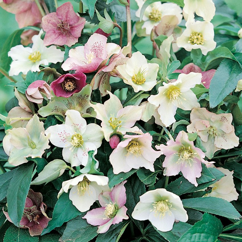 Hybridjulros Spektakulära, stora blommor i röda, rosa, gröna och vit-gula färger