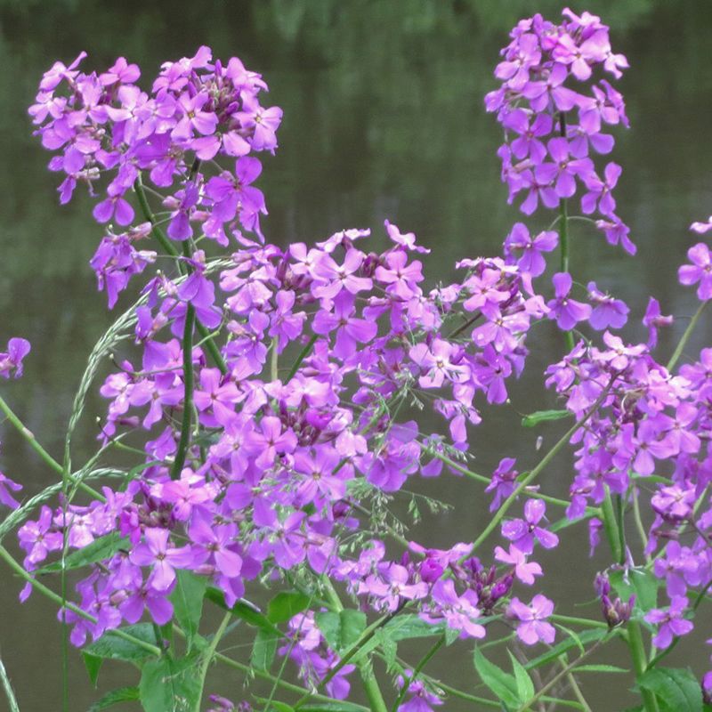 Trädgårdsnattviol, Omtyckt mormorsblomma med stora blomställningar i rosaviolett