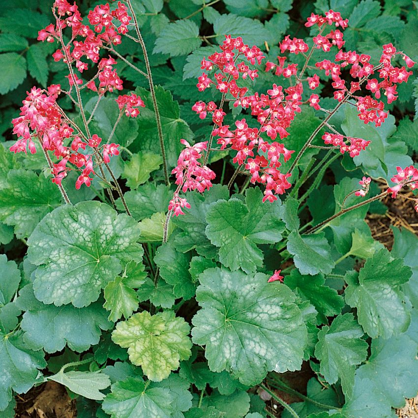 Blodalunrot Firefly Vintergröna låga, bladrosetter, rosa klockor på hög stjälk