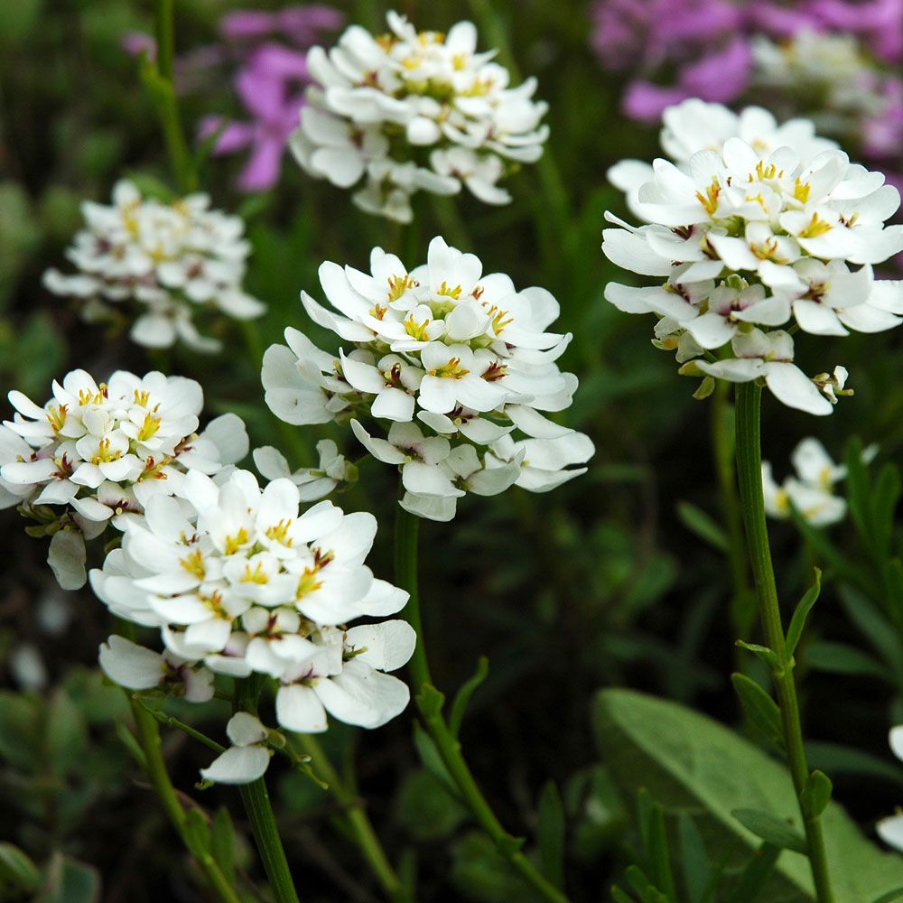 Vinteriberis ''Snowflake'' Tätt tuvbildande vita flockblommor, rikblommande 