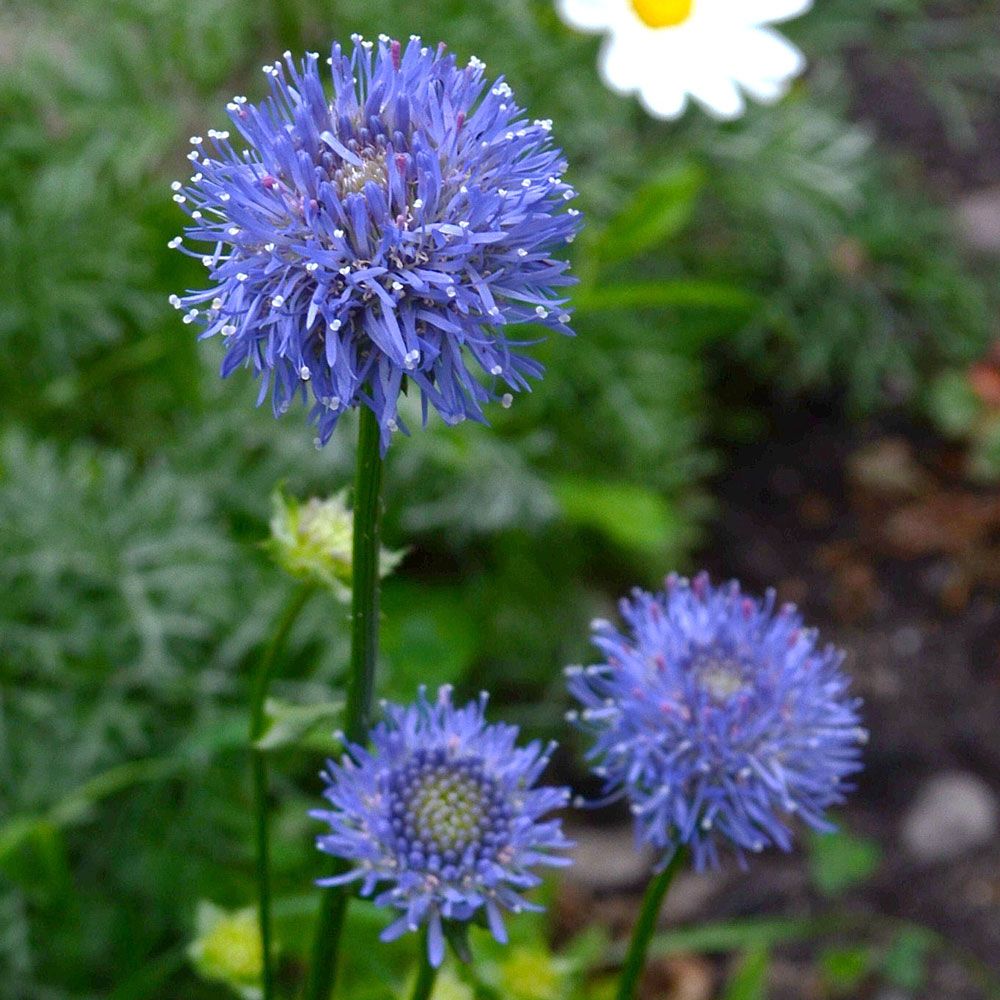 Franska Blåmunkar Blaulicht, Klarblå, bollrunda, spretiga blommor