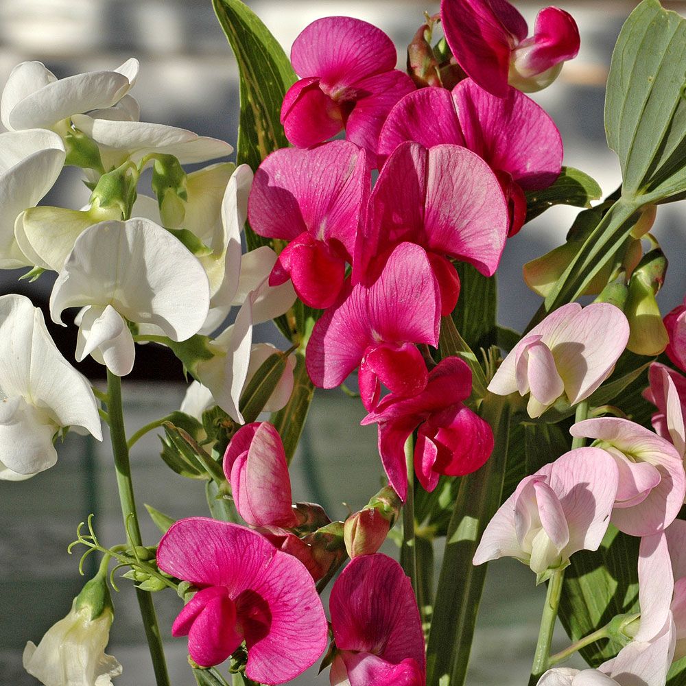 Rosenvial med Klängande. Vaxlika, röda, rosa och vita blommor i klasar.