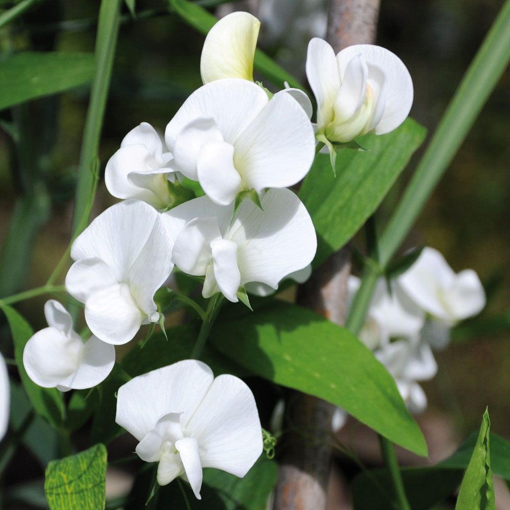 Rosenvial ''White Pearl'' Flerårig ärtväxt med pärlemorvita blommor