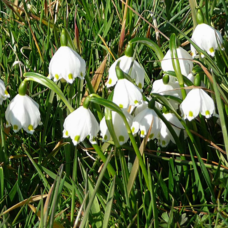 Snöklocka, Vita, hängande klockor med gulgröna kantfläckar och bandlika blad. 