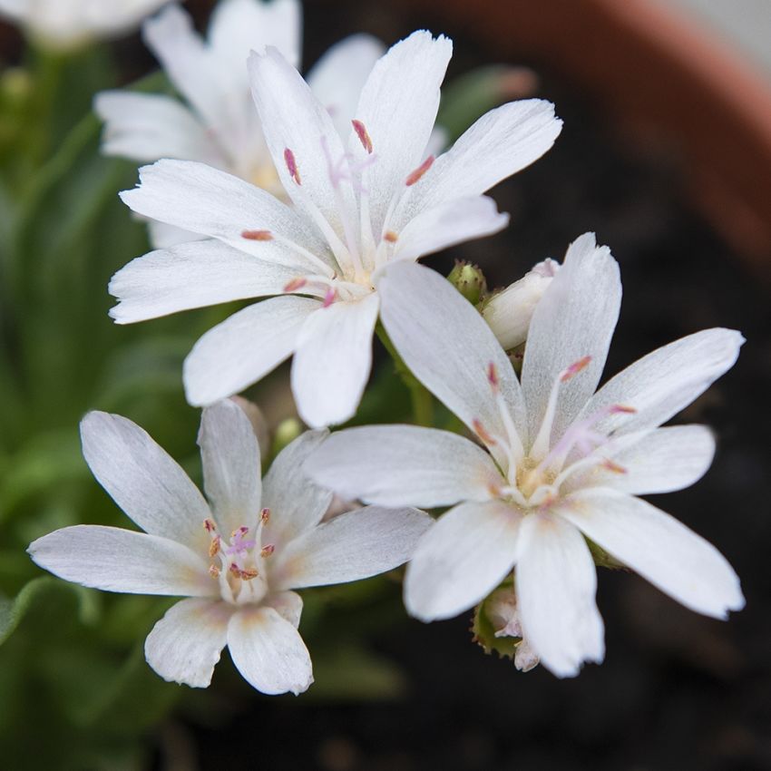 Little Snowberry,  Stjärnformade, vita blommor på upprätta själkar