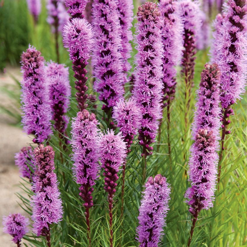 Rosenstav, Purpurröda blomkolvar över grönt, buskigt bladverk