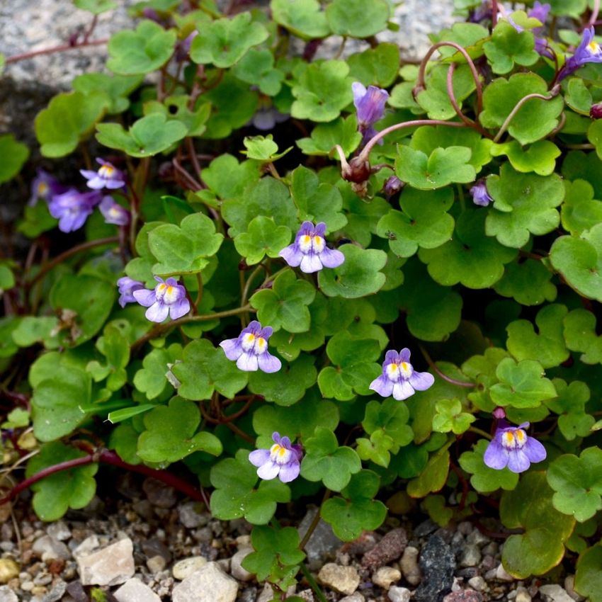 Murreva, Orkidélika lilarosa blommor med gult svalg. Njurformade blad.