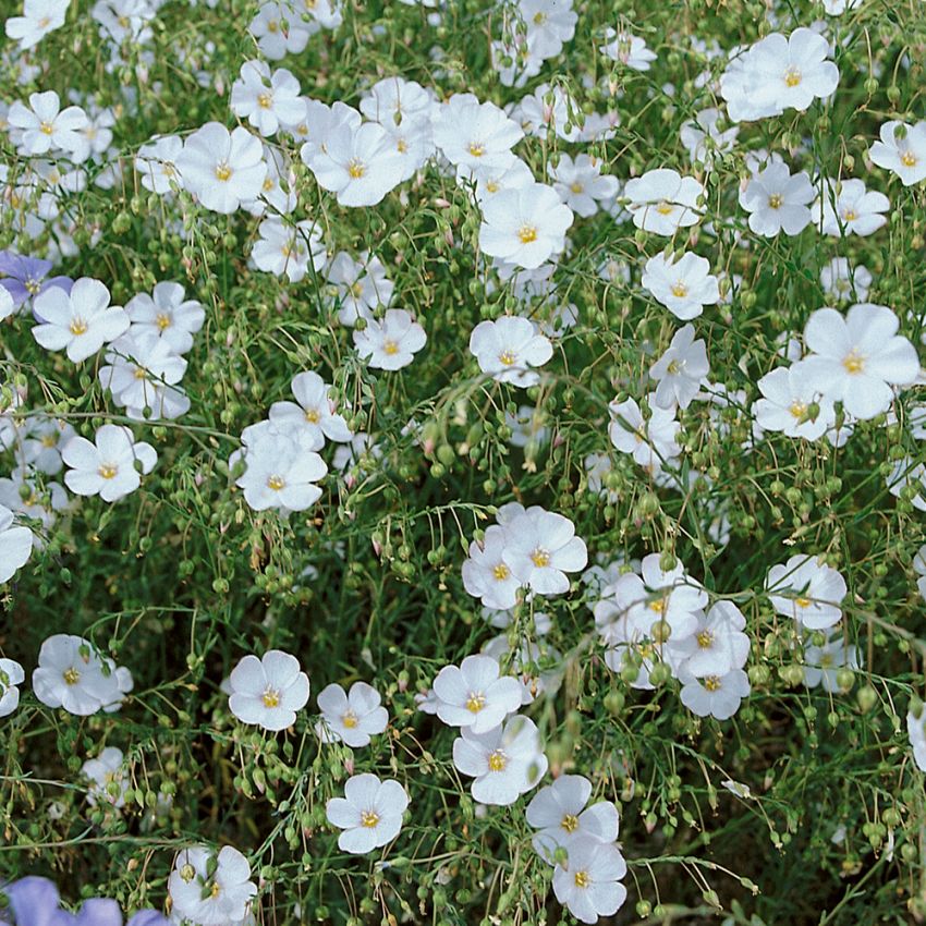 Berglin 'Vit Diamant', vita blommor med gul mitt. Vackert växtsätt, rikblommande