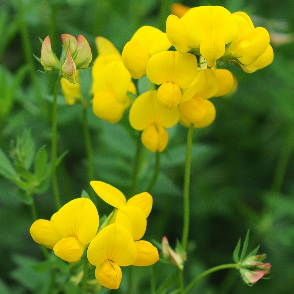 Käringtand. Intensivt gula ärtblommor. Ljusgrönt parbladig, utbredande växtsätt