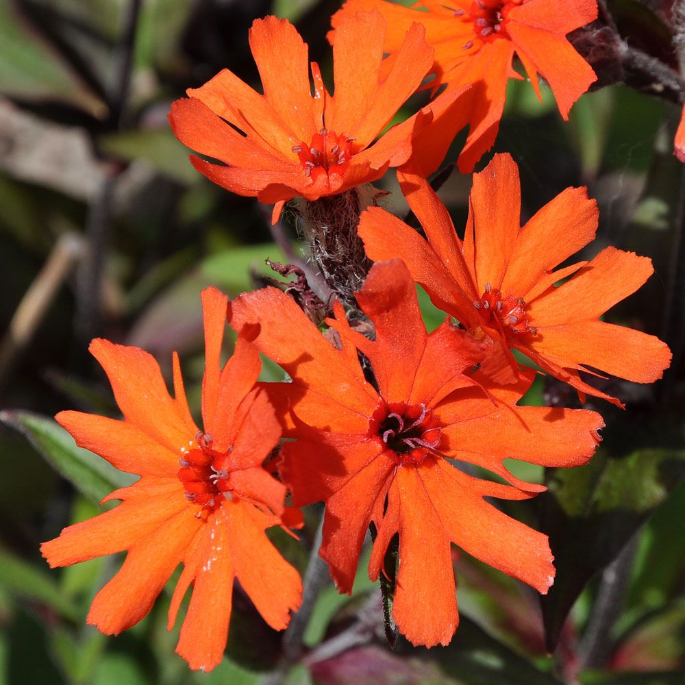 Praktklätt 'Vesivius', orangeröda blommor i glesa samlingar