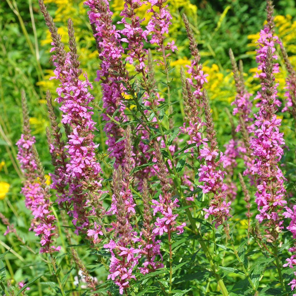 Fackelblomster 'Rosy Gem', Långa, intensivt violettröda spiror. Buskigt växtsätt