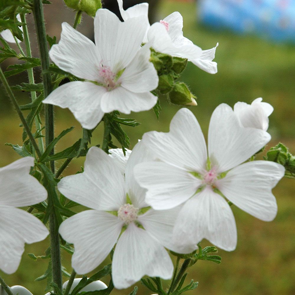 Myskmalva 'Alba', Vitblommande sort med större blommor än den vanliga skära.