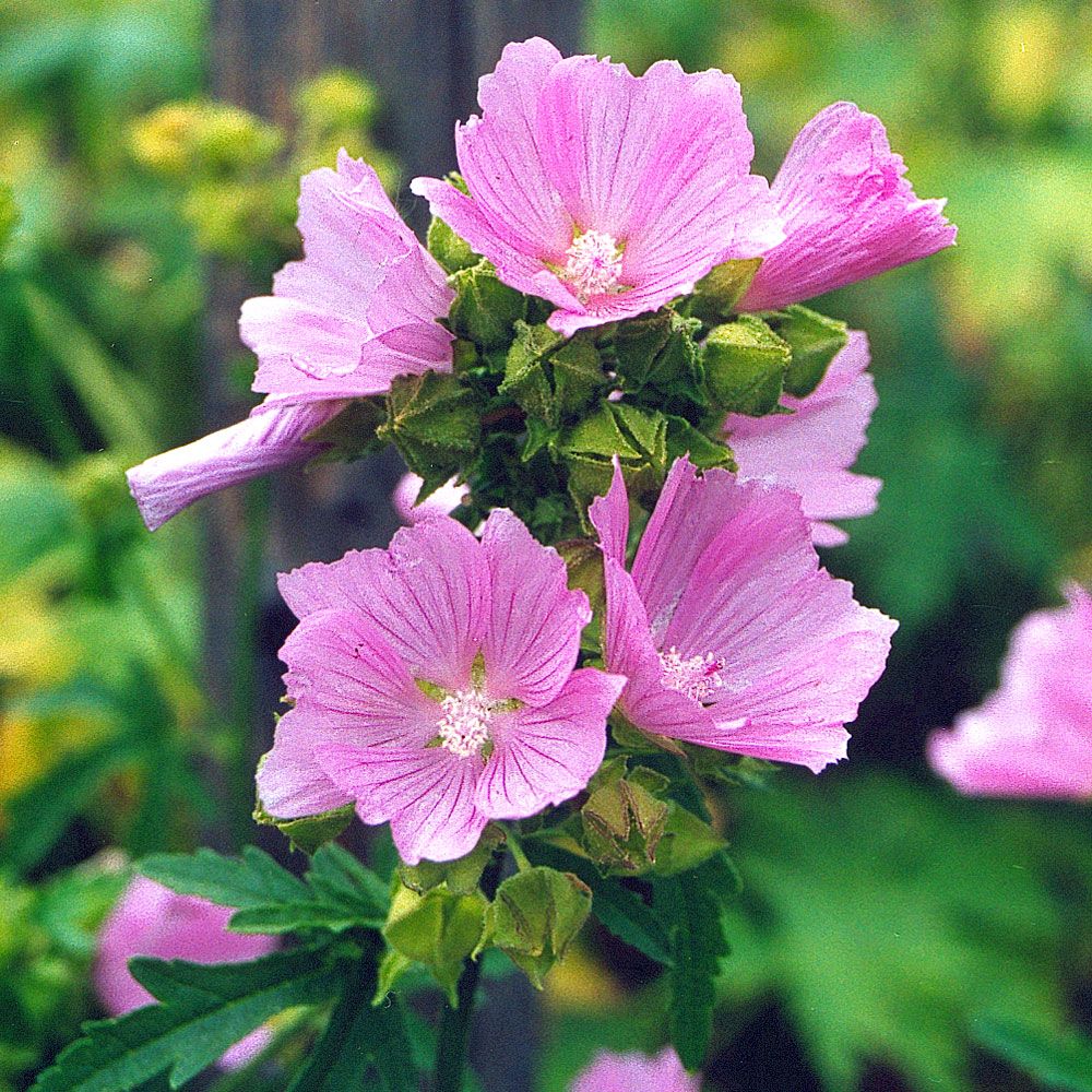 Myskmalva, Gammal, kulturmarksväxt. Blomvillig med skära klockblommor.