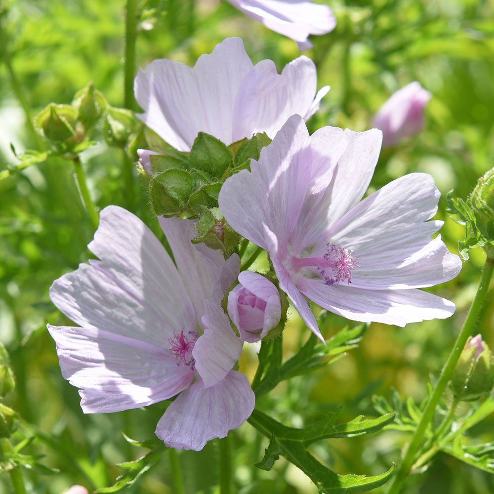 Myskmalva 'Appleblossom', perenn i ljust äppelblomsrosa med skira klockblommor