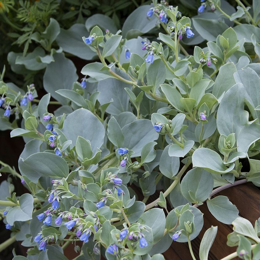 Ostronört ''Silver Ocean'', Silverblå bladrankor med himmelsblå småblommor.