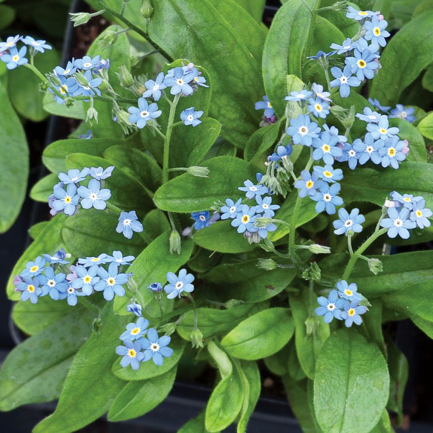 Trädgårdsförgätmigej Indigo Blue Compact, knippen av blå blommor
