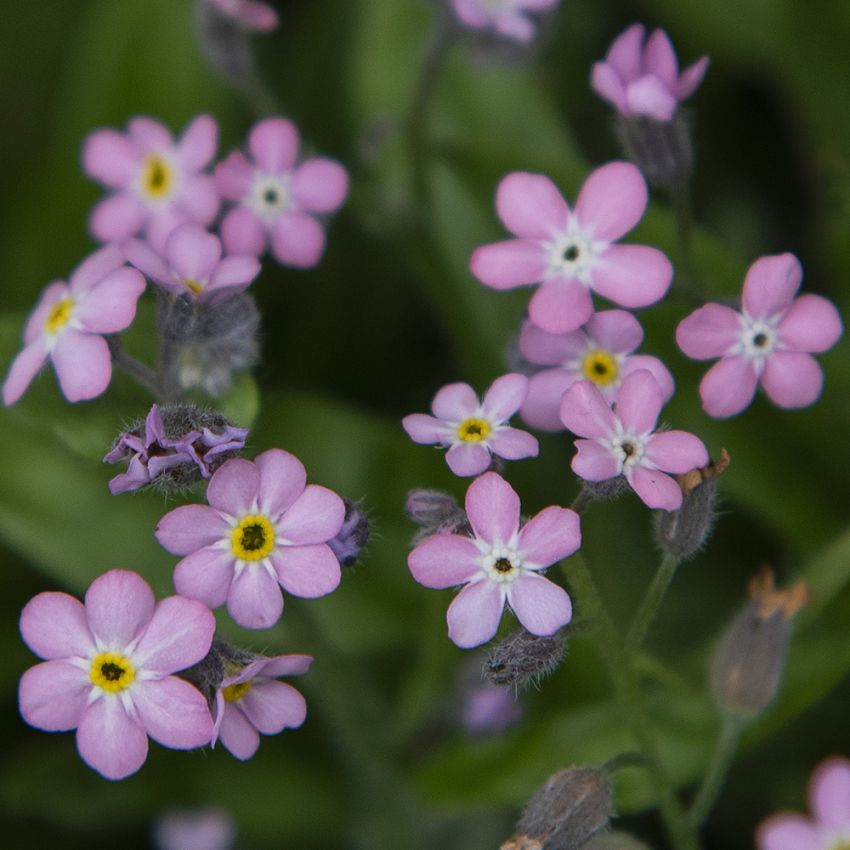 Skogsförgätmigej ''''Bellamy Pink'''', Små, pastellrosa blommor med gult öga.