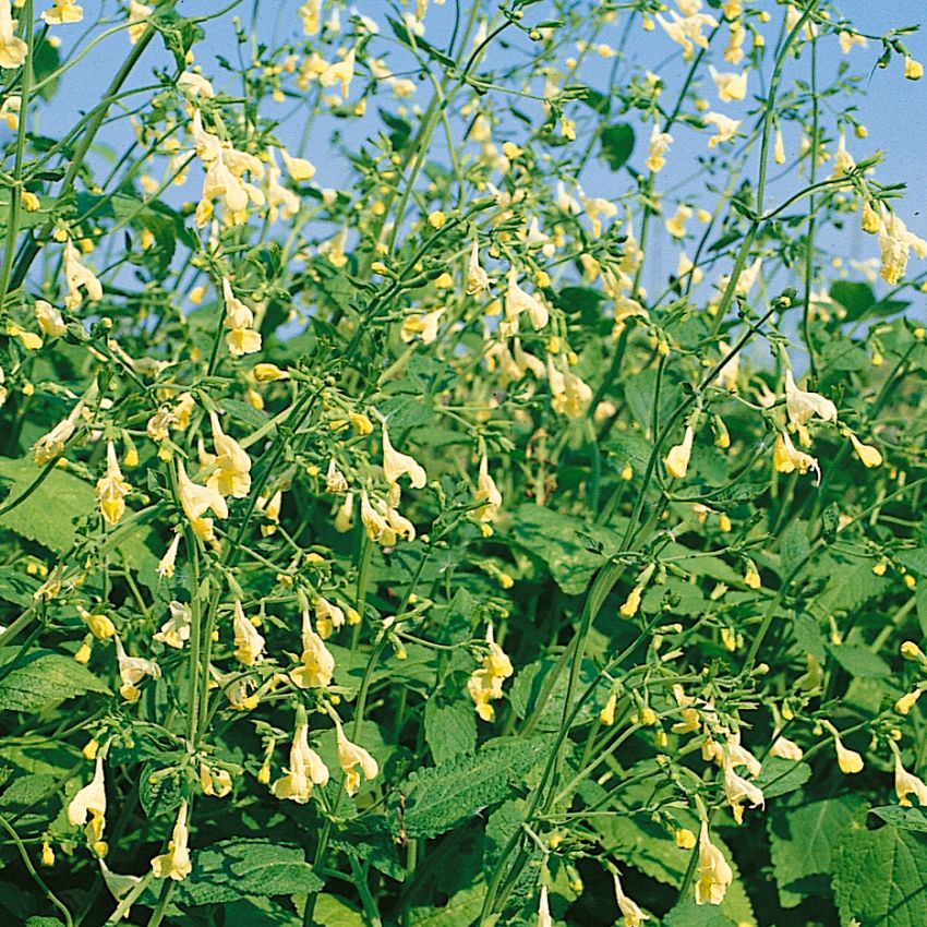  Månskensnepeta Zaskar Dragon orkideliknande vitgula, skira blommor