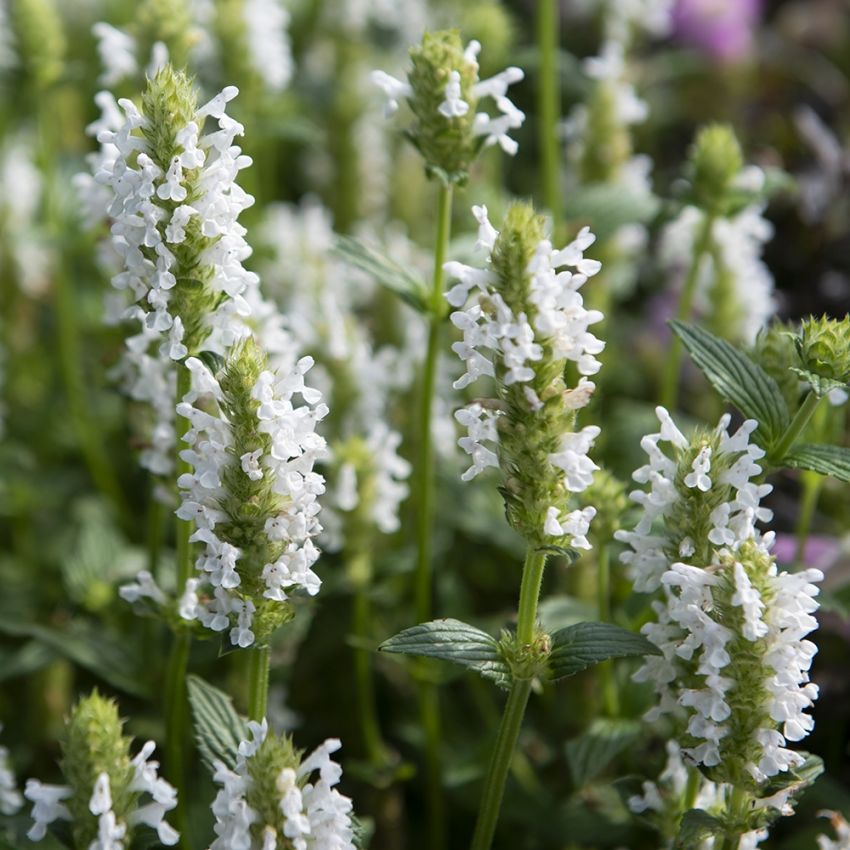 Axnepeta 'Nevita White' blommar hela säsongen. Härdig förstaårsblommande perenn.