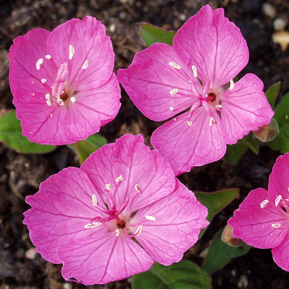 Kunth's Nattljus, neonskära blommor som slår ut morgonen. Mörkgröna, blanka blad