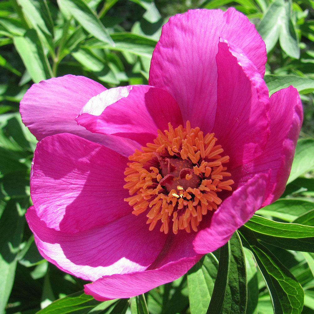 Banatpion, enkla, skålformade blommor i intensivt purpurrosa. Buskigt växtsätt.