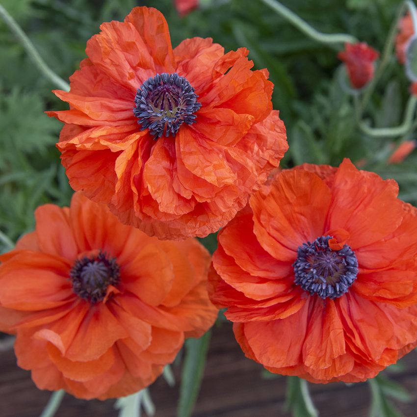 Trädgårdsjättevalmo ''May Queen'' Stora, dubbla, intensivt orange blommor.