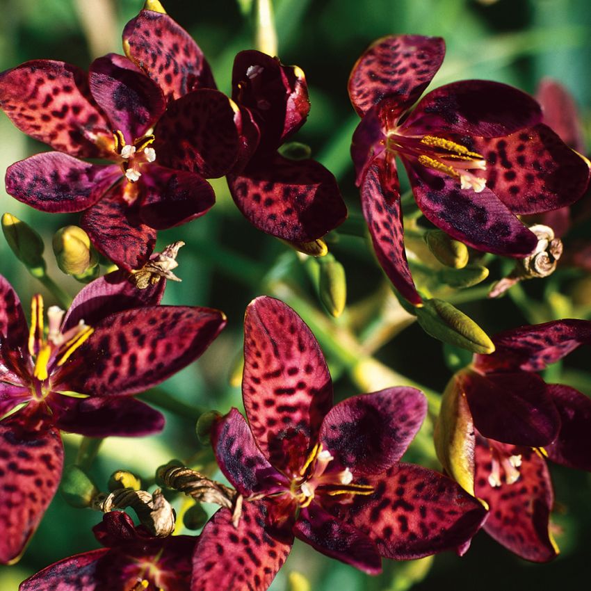 Karamellilja, Stora, irislika blommor med exotiskt utseende.