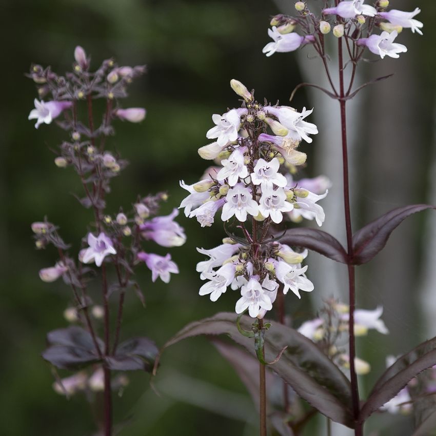 Fingerborgshatt 'Mystica', bronsgröna bladrosetter och vita till lila blommor.