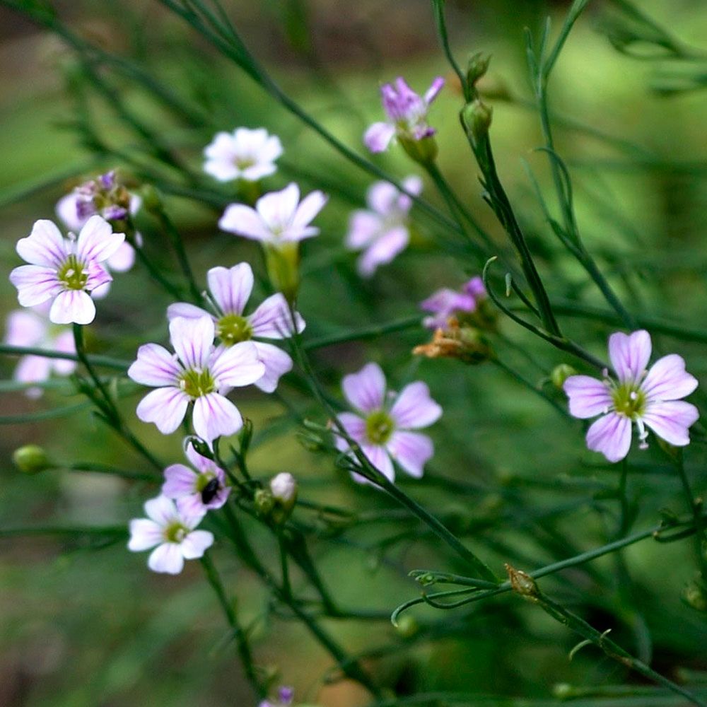 Klippnejlika. Skära blommor i mängder. Tunnbladig, tuvbildande och marktäckande.