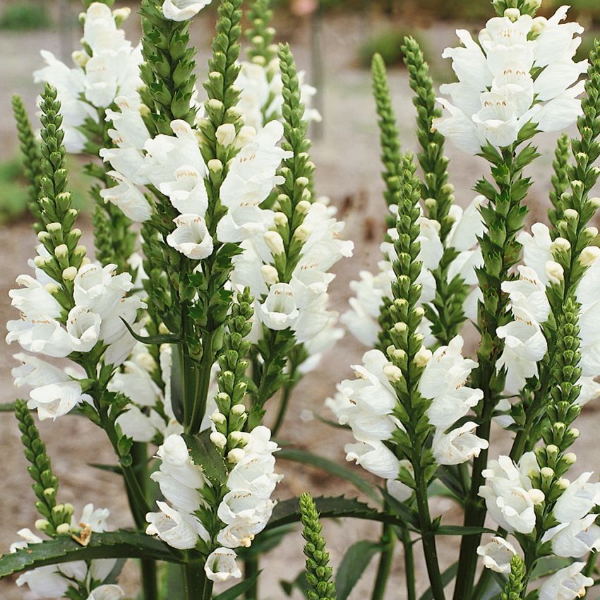 Drakmynta 'Crown of Snow', Snövita, rörformade blommor i stora, täta, grenade ax