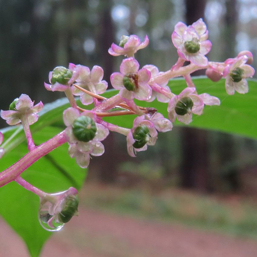 Amerikanskt Kermesbär, Stor ört med upprätta, vitrosa, 15 cm långa blomklasar, 