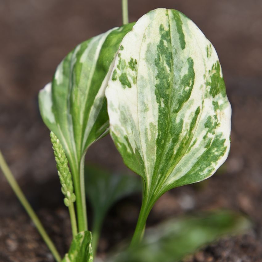 Groblad Variegata Stora vitmarmorerade, mörkgröna blad i täta rosetter.