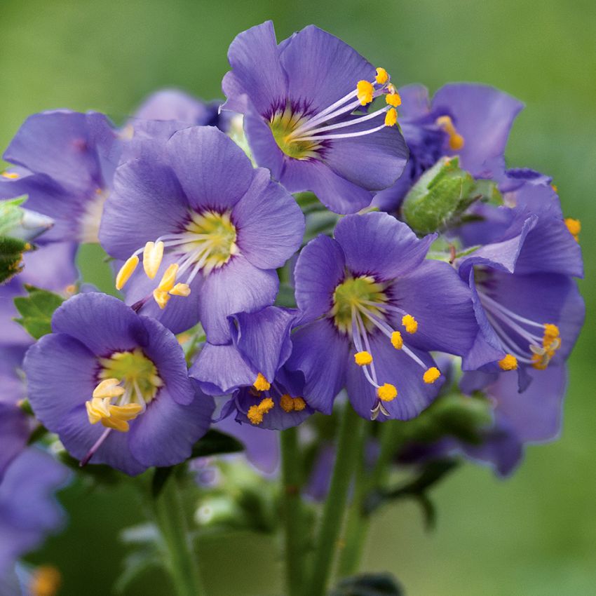 Polarblågull ''Bilbo'' flockar av violettblå blommor med utstrålande gult öga