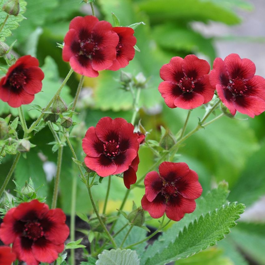 Rostfingerört ''Monarch''s Velvet'' klarröda, enkla blommor med mörk vinröd mitt