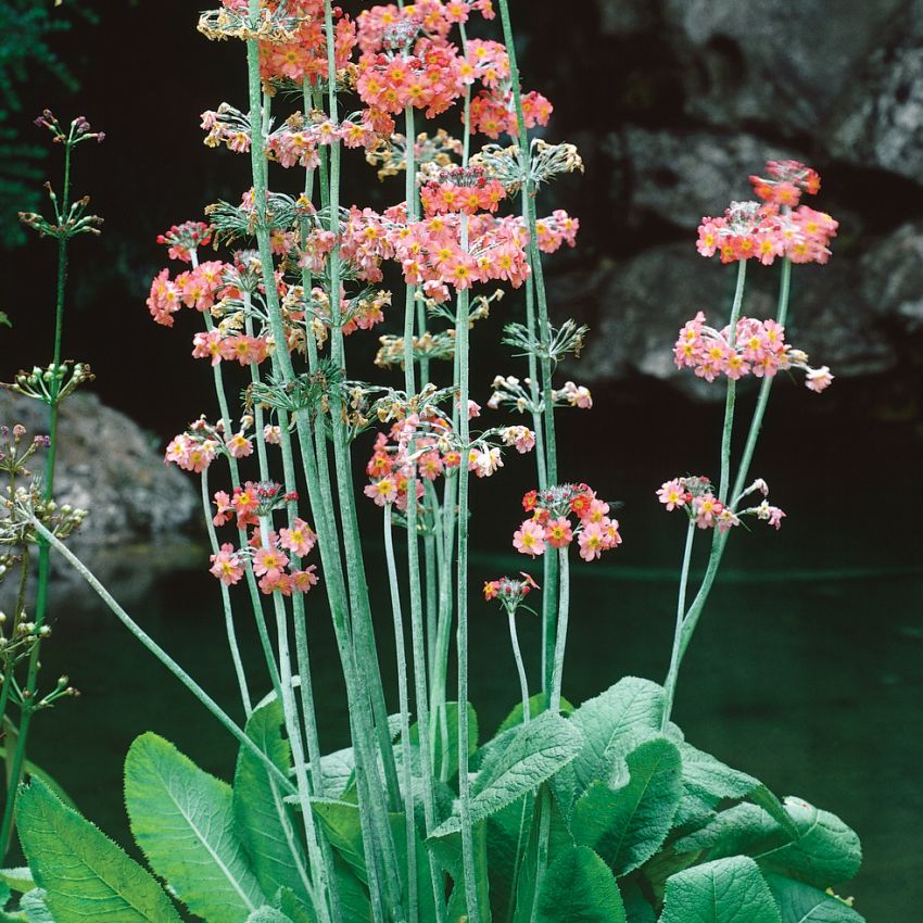 Brokig Kandelaberviva Höga spiror med blommor i kransar. Gult, orange och rött