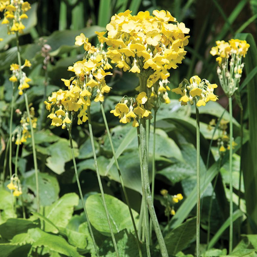 Sommarviva Keilour Stora, hängande, klockformade blommor i gult, orange och rött