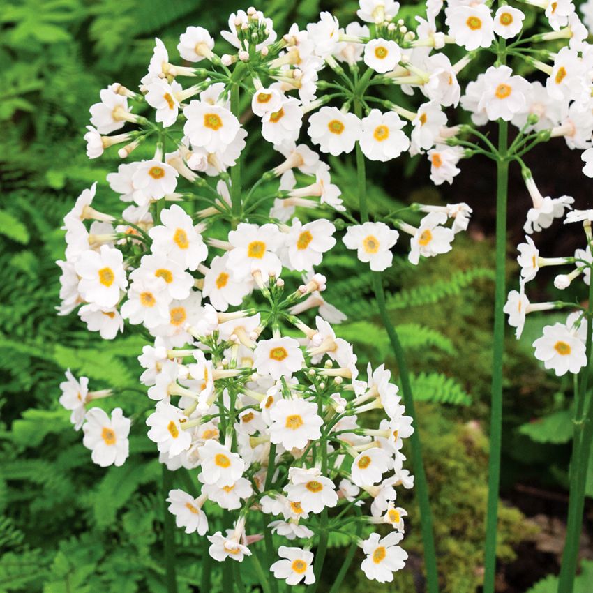 Japansk Viva Postfords White Stora, etageblommande spiror med många vita blommor