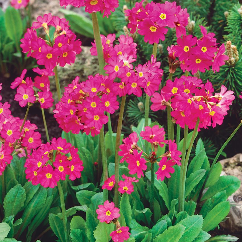 Rosenviva ''Gigas'' Ljusrosa, stora klockblommor i glesa klasar. 
