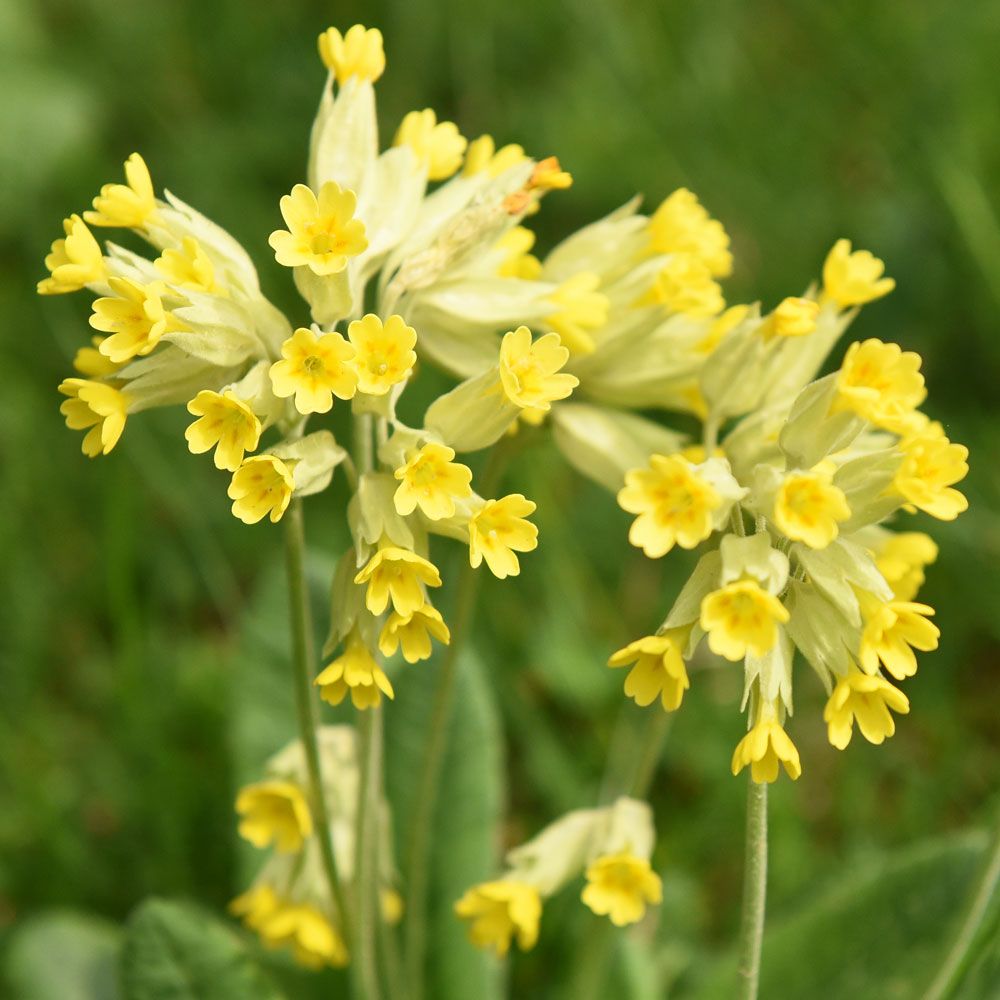 Gullviva Stora gula blomklockor, en på varje stjälk. Köttiga blad i rosett vid m