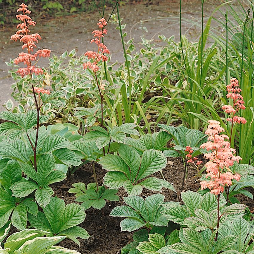 Fingrad Rodgersia, Busklikt växtsätt. Stora, laxrosa-vita blomställningar