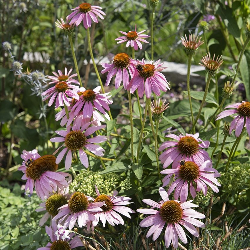 Röd Solhatt, Stora, purpurröda blommor med mörk mitt. Grenande stjälkar