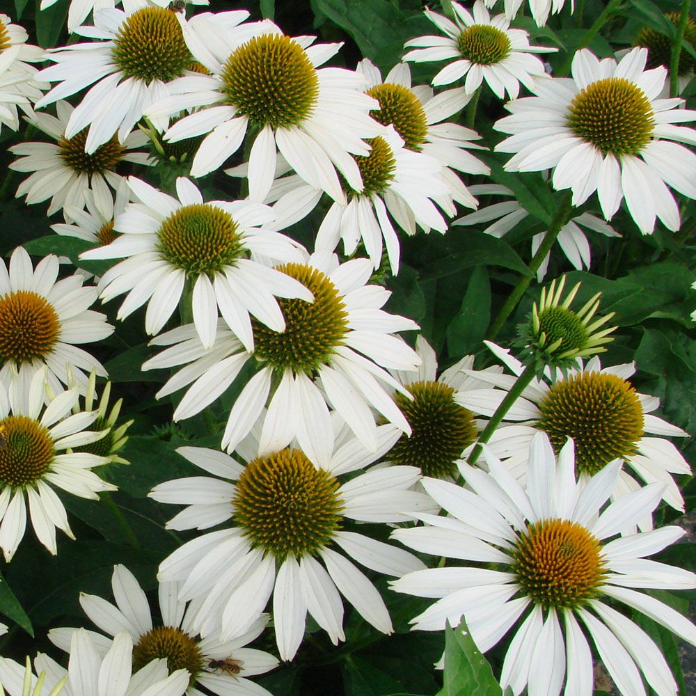 Vit Solhatt 'Feeling White', Stora, vita blommor med gyllengul mitt
