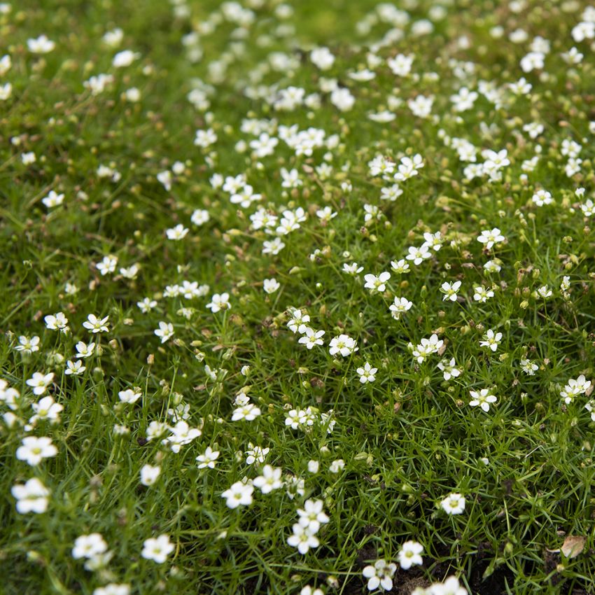 Sylnarv är en marktäckande perenn med små vita blommor