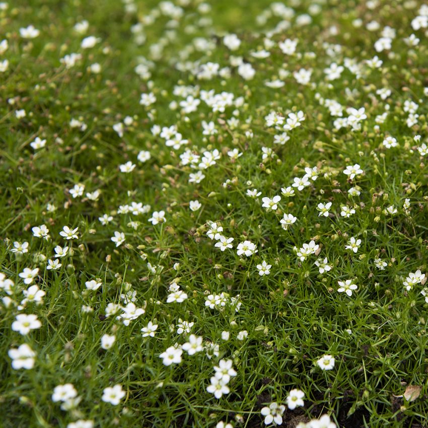 Sylnarv är en marktäckande perenn med små vita blommor
