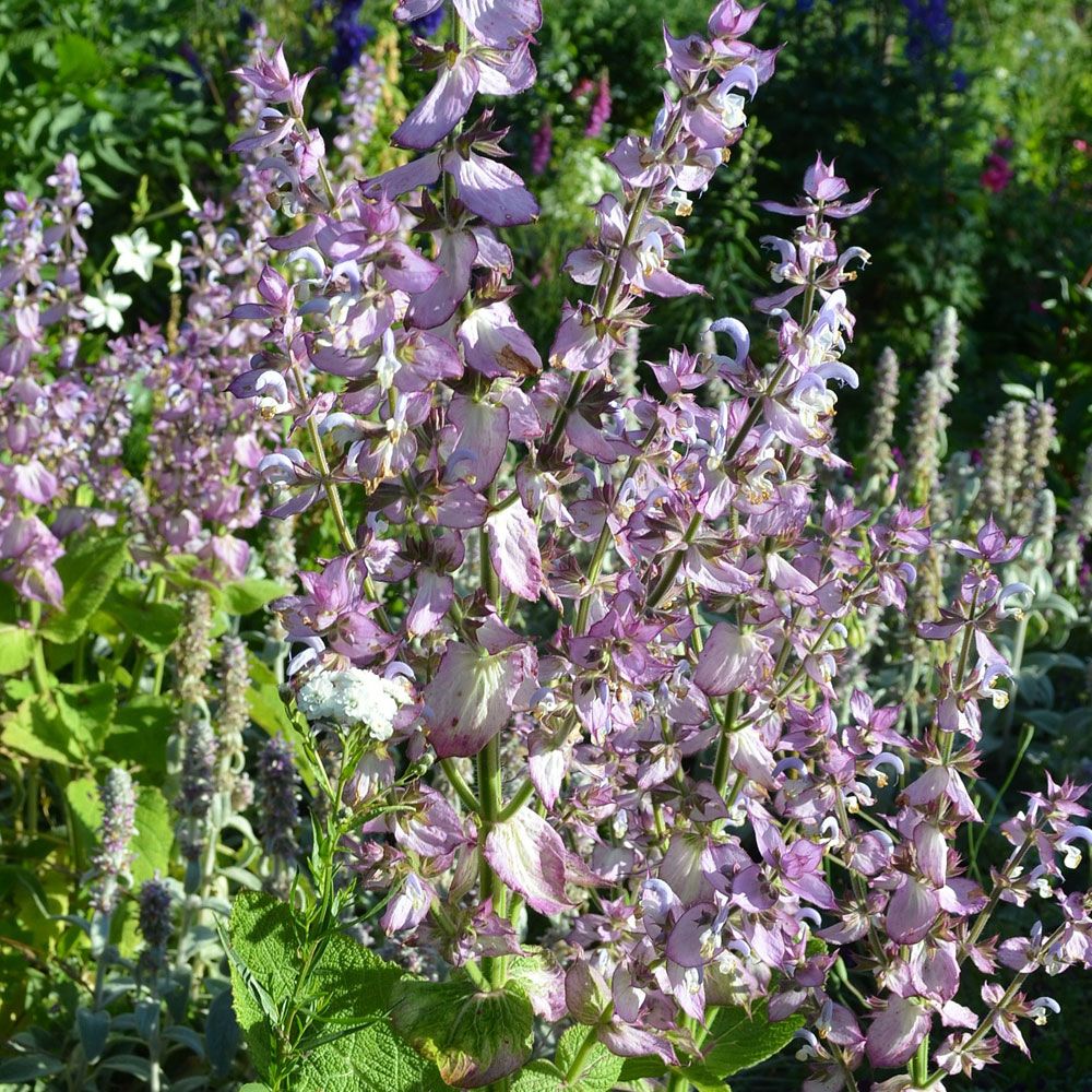 Muskatellsalvia 'Turkestanica', stora blomställningar, ljust lavendelskära-vita 