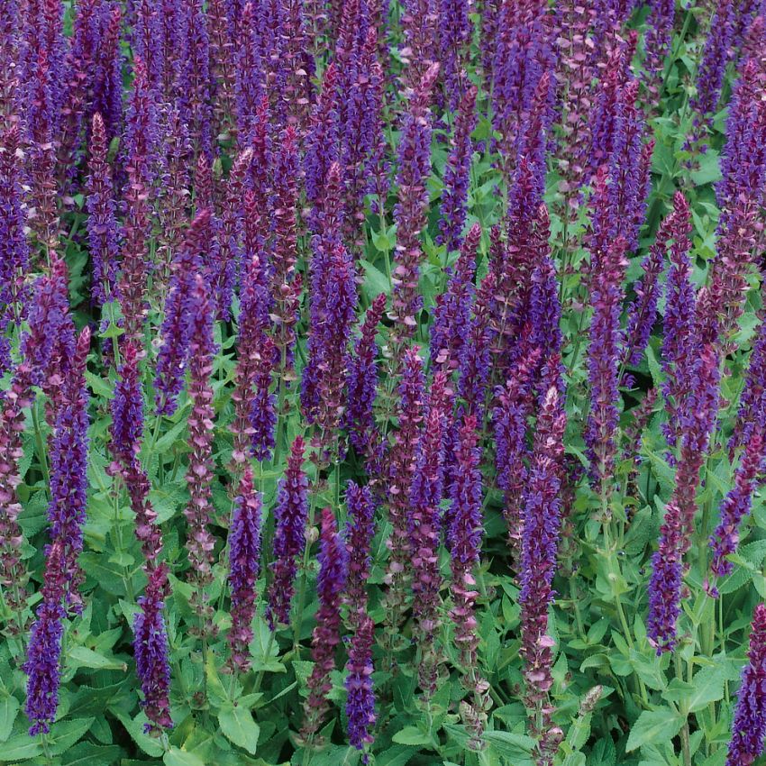 Stäppsalvia West-Friesland, buskar med violettblå, långa axblommor. Aromatisk.