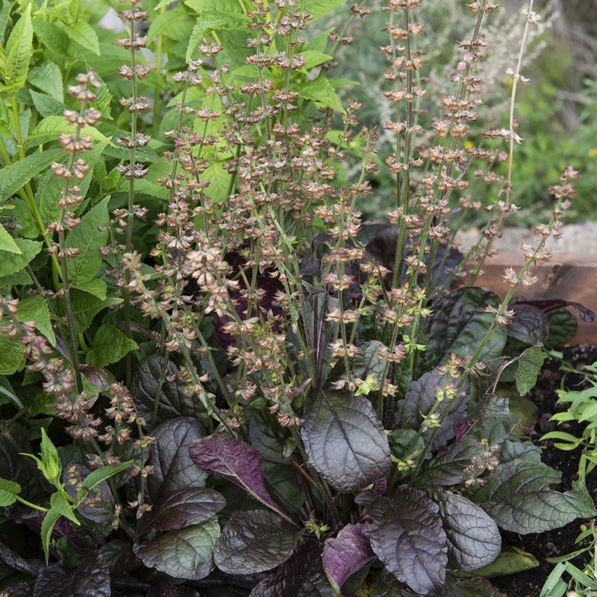 Lyrsalvia 'Purple Volcano', mörka bladrosetter. Stänglar med ljust rosa blommor.